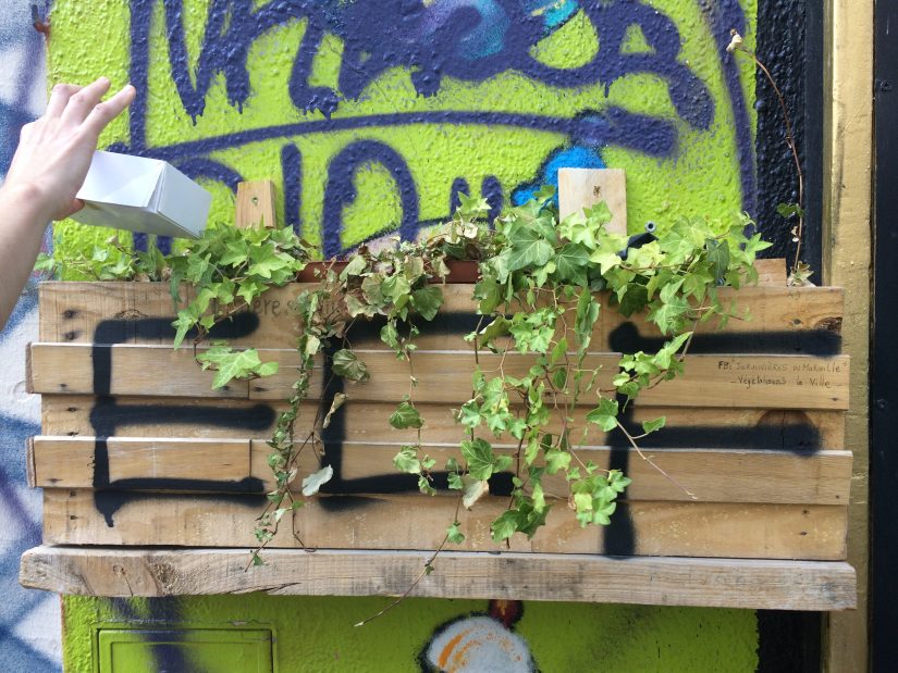 Avec les jardiniers urbains, le bitume se met au vert 6