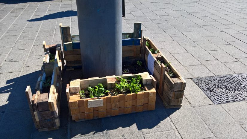 Avec les jardiniers urbains, le bitume se met au vert