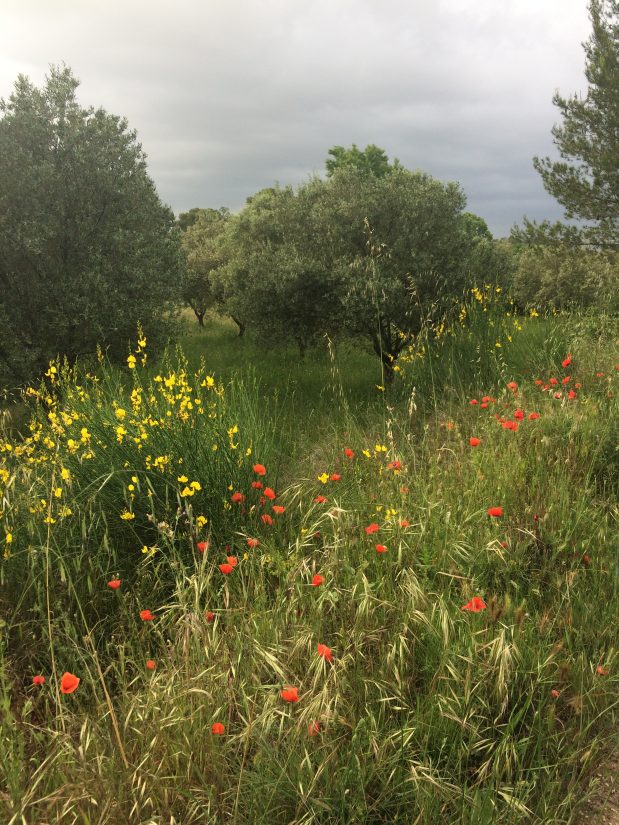 Osons la douceur pour refonder notre société 4