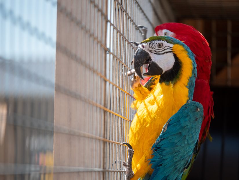 perroquet-animaux-zoo-refuge