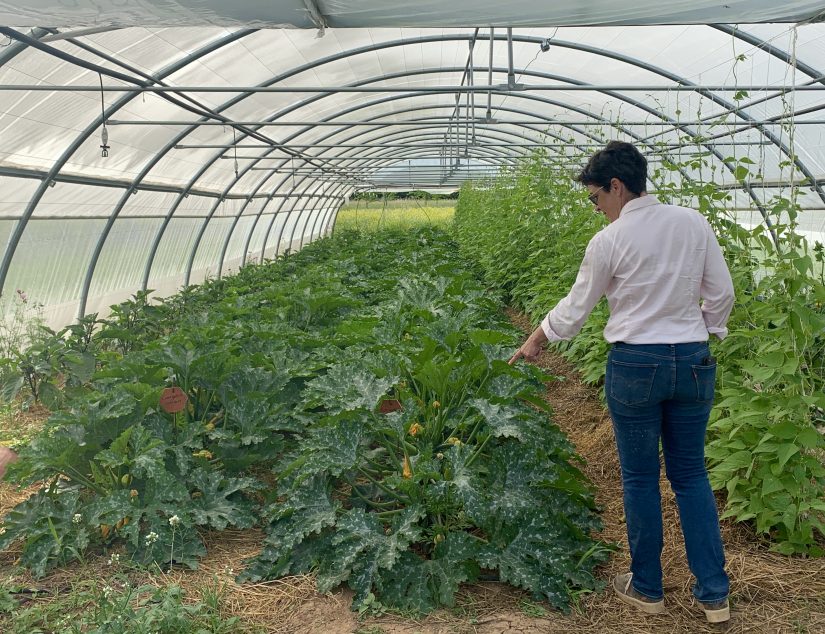 Le potager bio, graine de valeurs dans les entreprises 1
