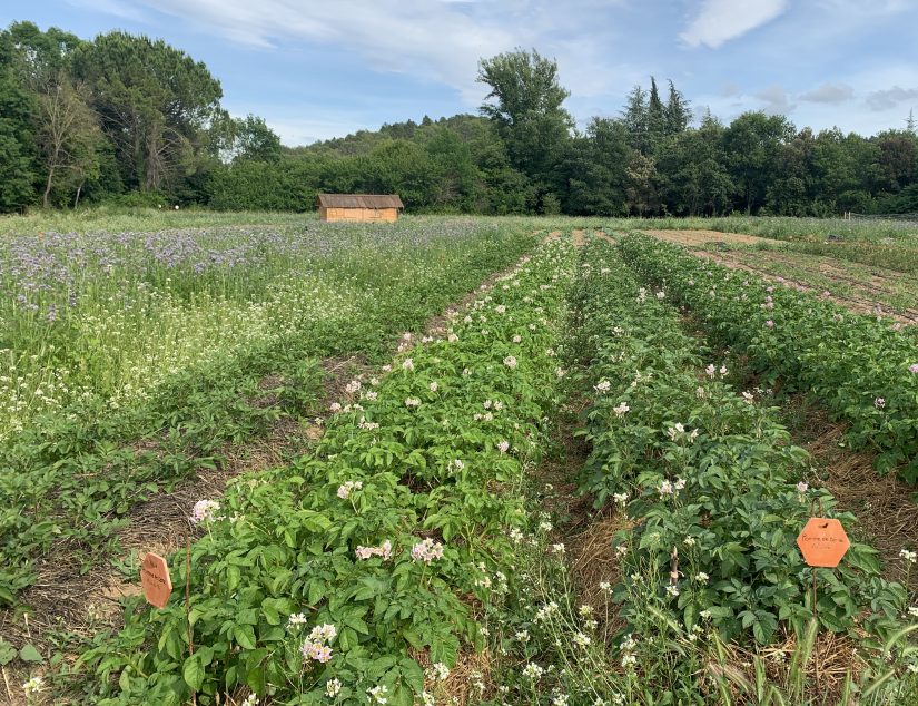 Le potager bio, graine de valeurs dans les entreprises 3