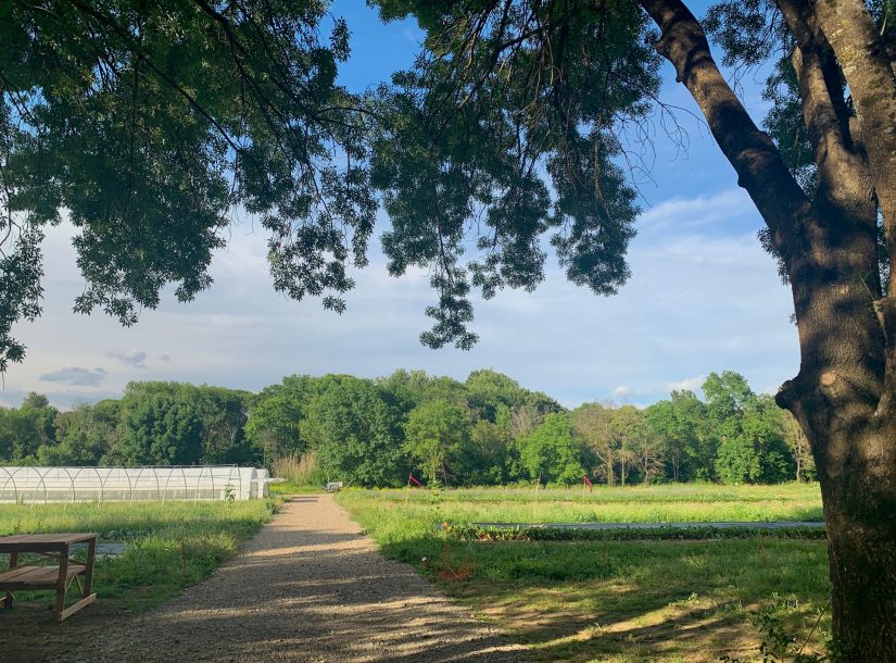 Le potager bio, graine de valeurs dans les entreprises 5
