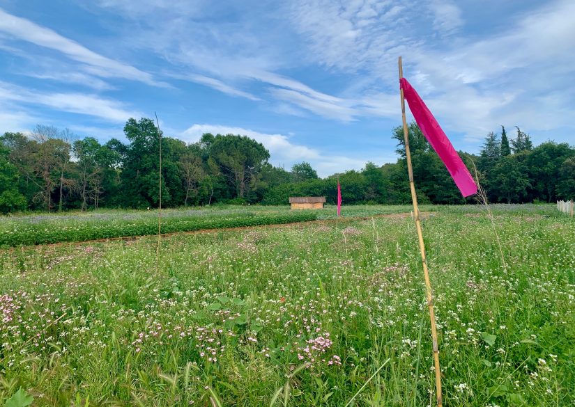Le potager bio, graine de valeurs dans les entreprises 6