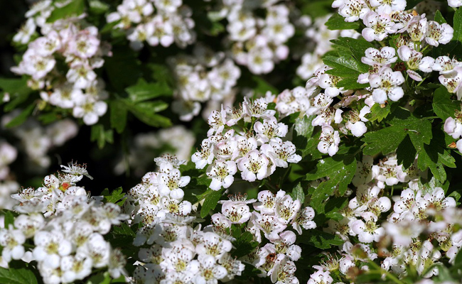 Se nourrir et se soigner en ville avec les plantes sauvages 9