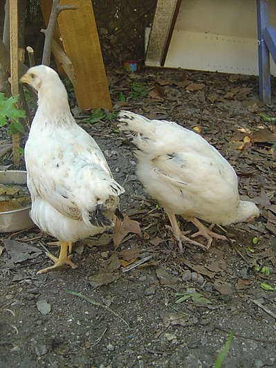 [Série] Biodéchets #3 Fabriquer de la terre avec vos épluchures 1