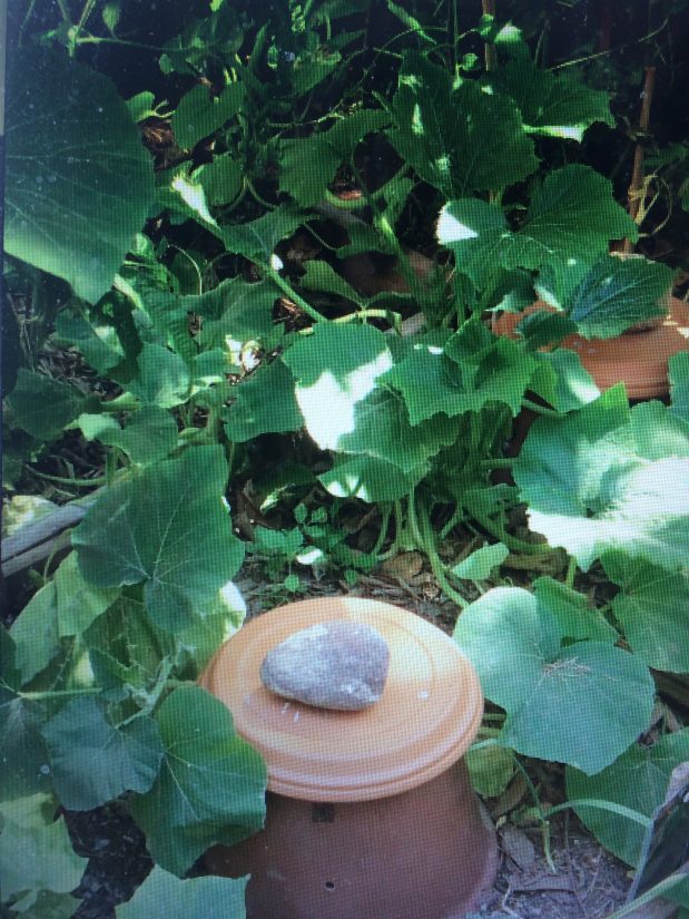 [Série] Biodéchets #3 Fabriquer de la terre avec vos épluchures 6