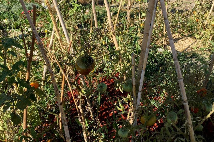 jardin-jougarelle-castellane-marseille