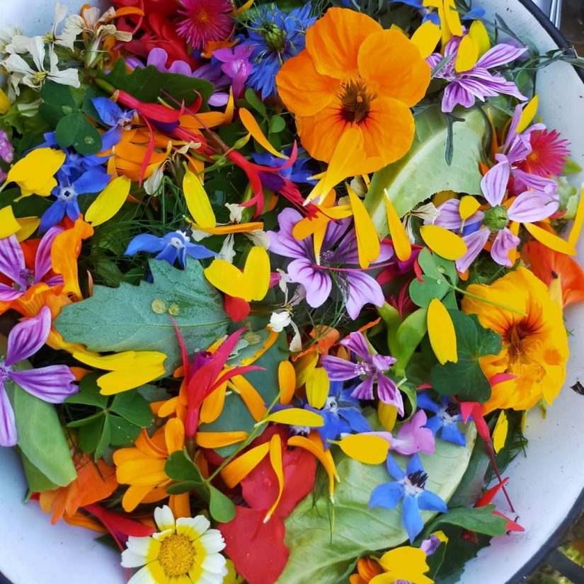 Les fleurs sauvages de Bigoud’ 1