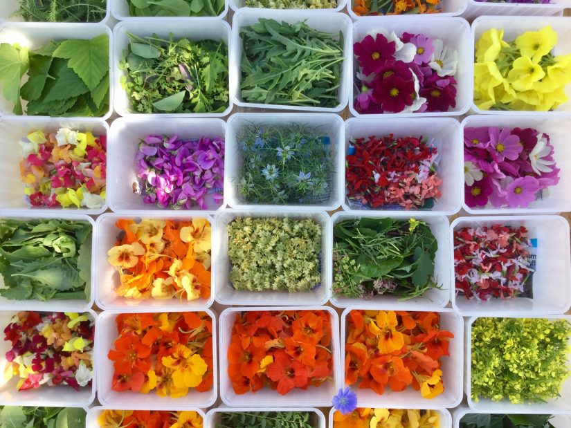 Les fleurs sauvages de Bigoud’