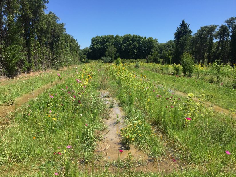 Frédéric Denel, le start-upeur devenu paysculteur ! 1