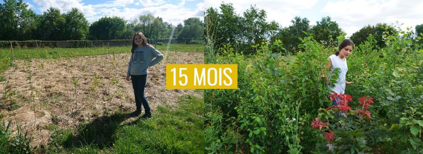 MiniBigForest fait revenir la forêt en ville 3