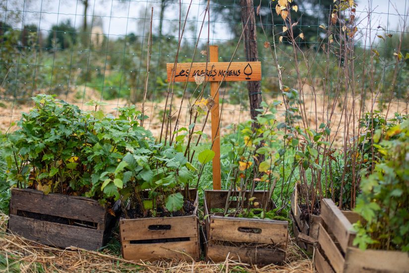 MiniBigForest fait revenir la forêt en ville 4