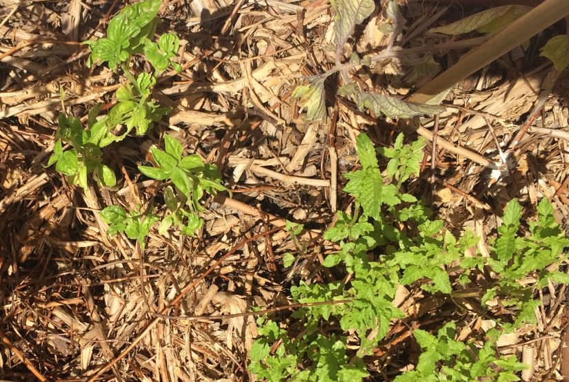 [Série] Biodéchets #3 Fabriquer de la terre avec vos épluchures 9