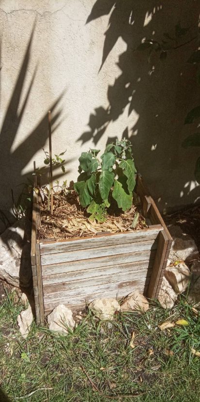 [Série] Biodéchets #3 Fabriquer de la terre avec vos épluchures 11