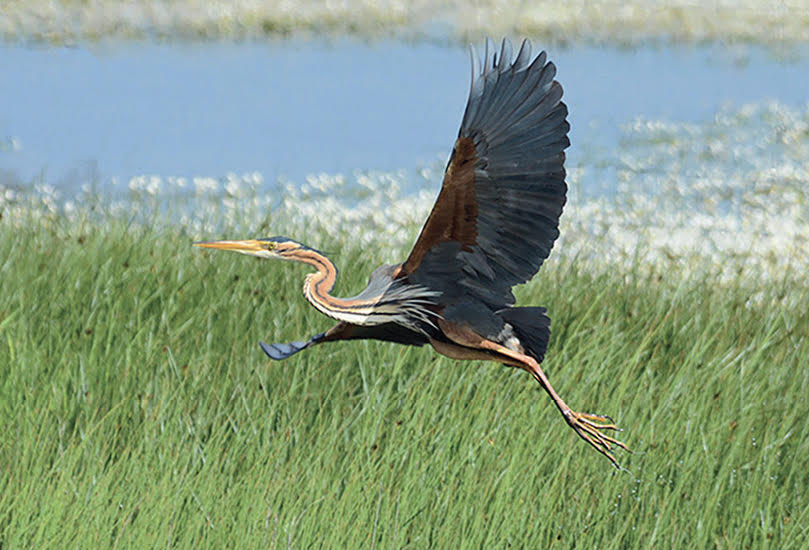 Si discret, si précieux, l'écomusée de la Crau 4