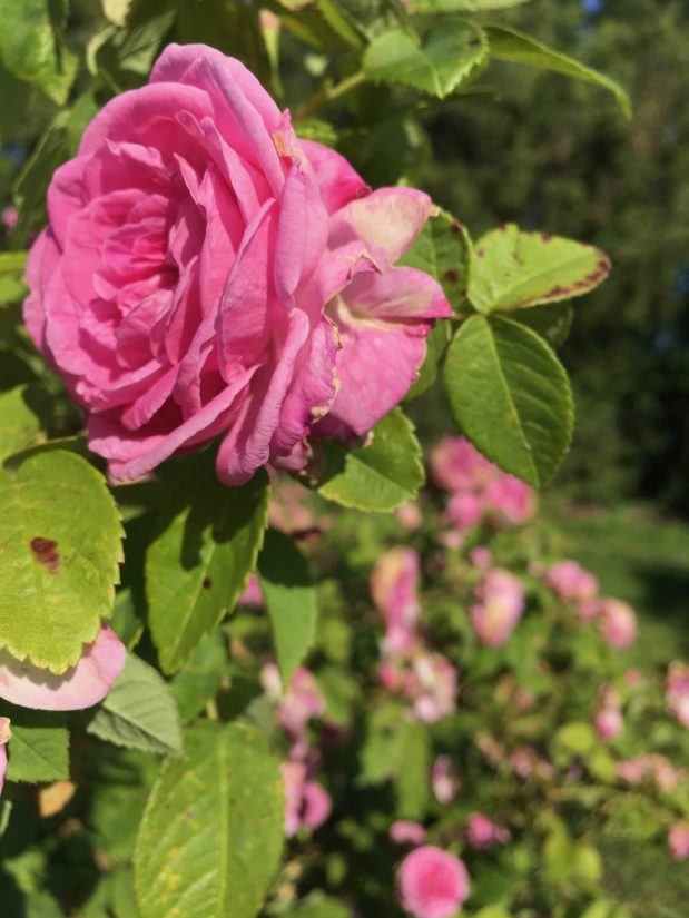 Roseline Giorgis, cultivatrice de rose 1