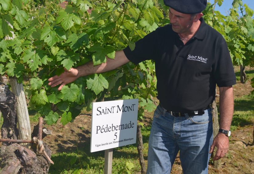 Des conservatoires pour préserver la biodiversité des cépages 1