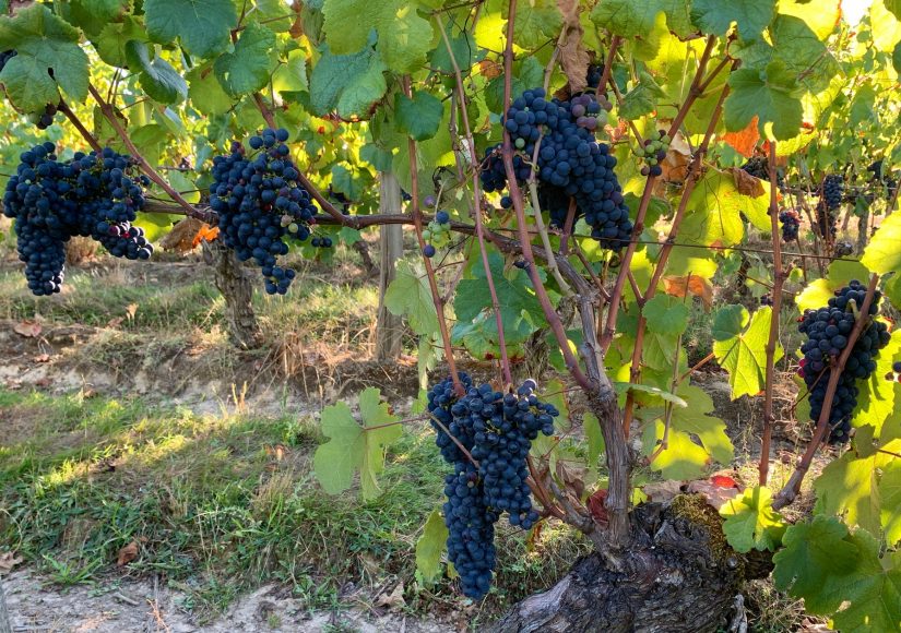 Des conservatoires pour préserver la biodiversité des cépages 2