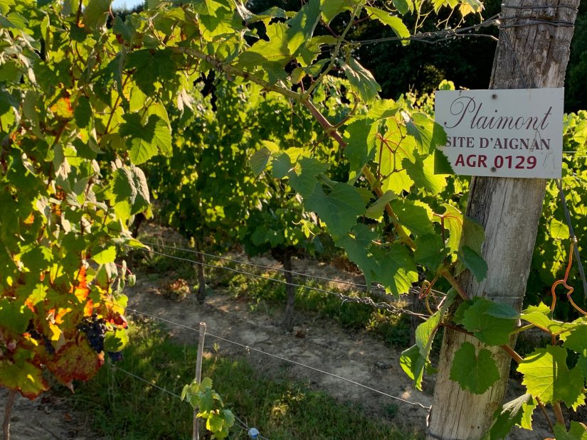 Des conservatoires pour préserver la biodiversité des cépages 3