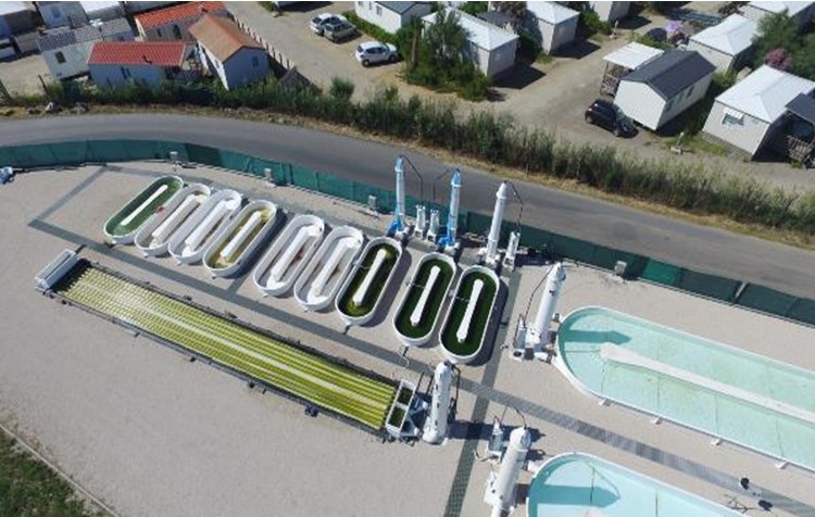 production-algue-ulve-palavas