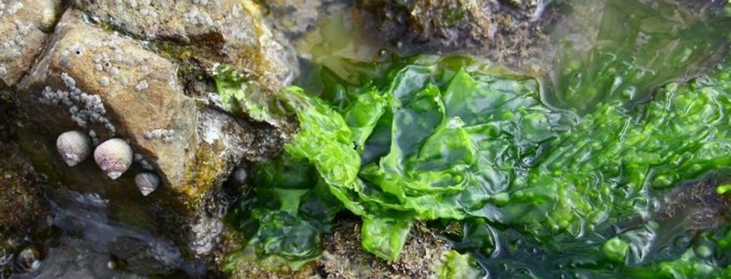 algue-plastique-etang-berre