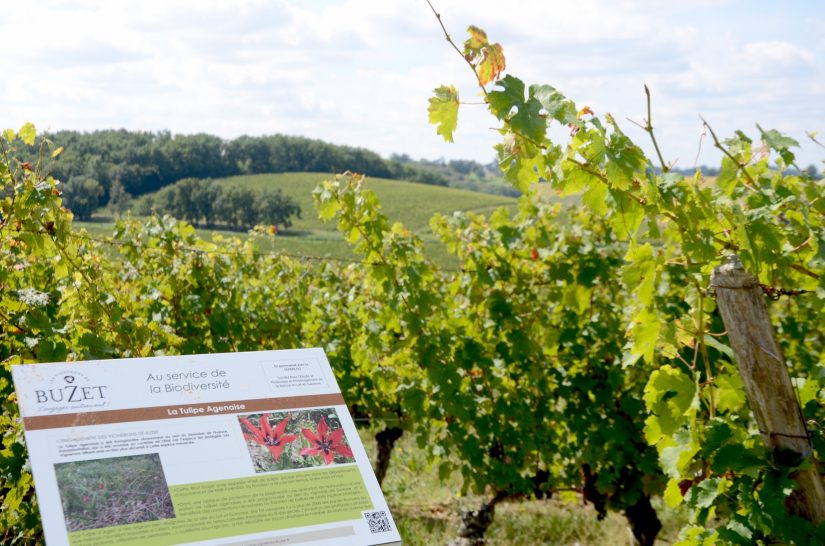 Vins de Buzet : le Développement Durable à 360° 2