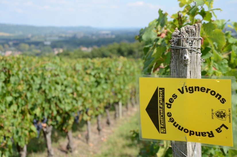 Vins de Buzet : le Développement Durable à 360° 3