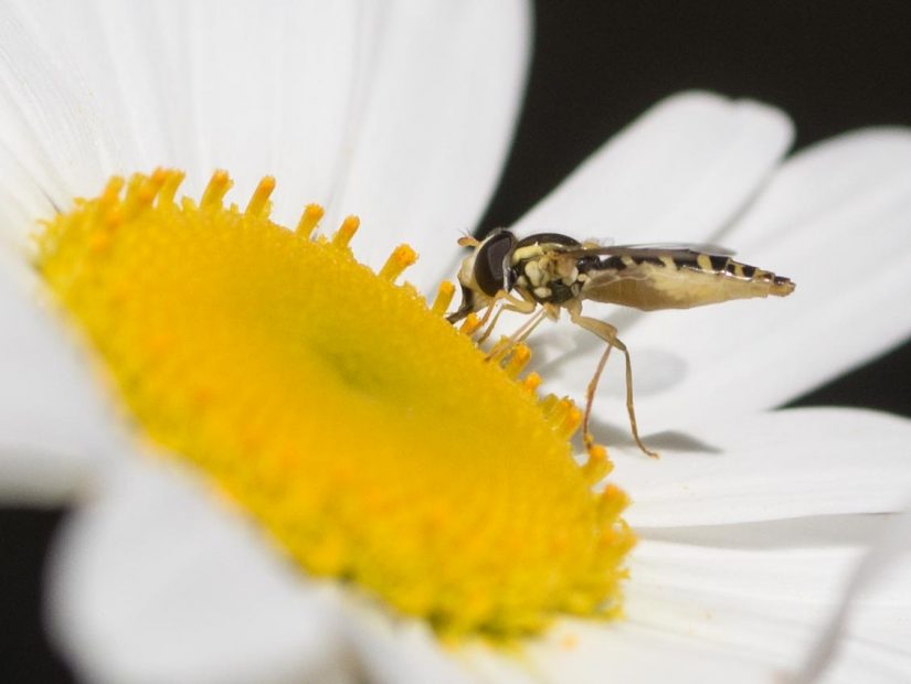 Avec les bombes à fleurs, vive le business écolo ! 1