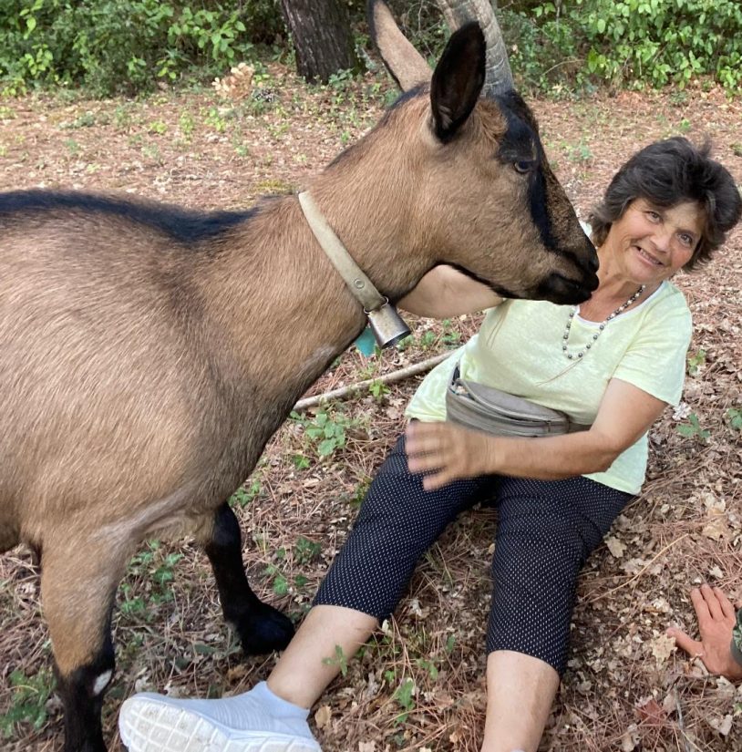 Quand les animaux soignent 1