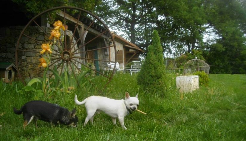 Quand les animaux soignent 3