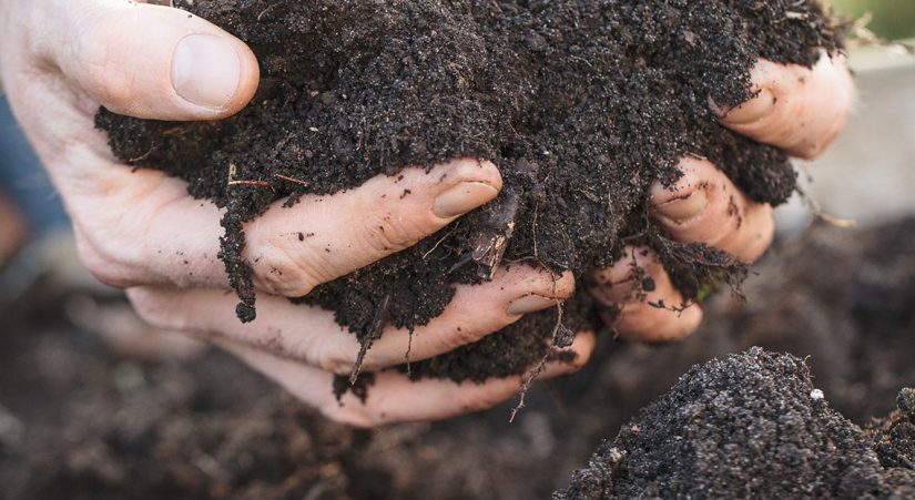 Microchampignons dans le sol, essentiels à notre survie 2
