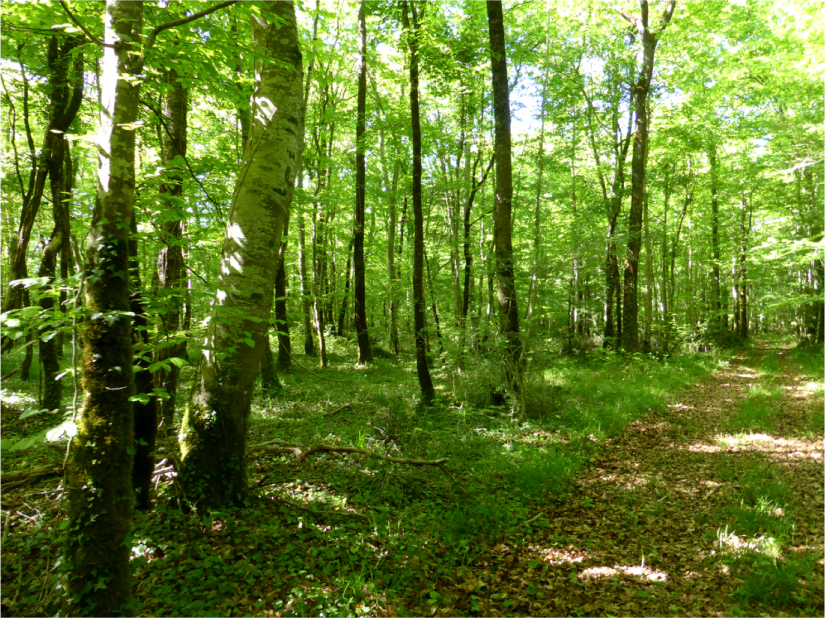Microchampignons dans le sol, essentiels à notre survie