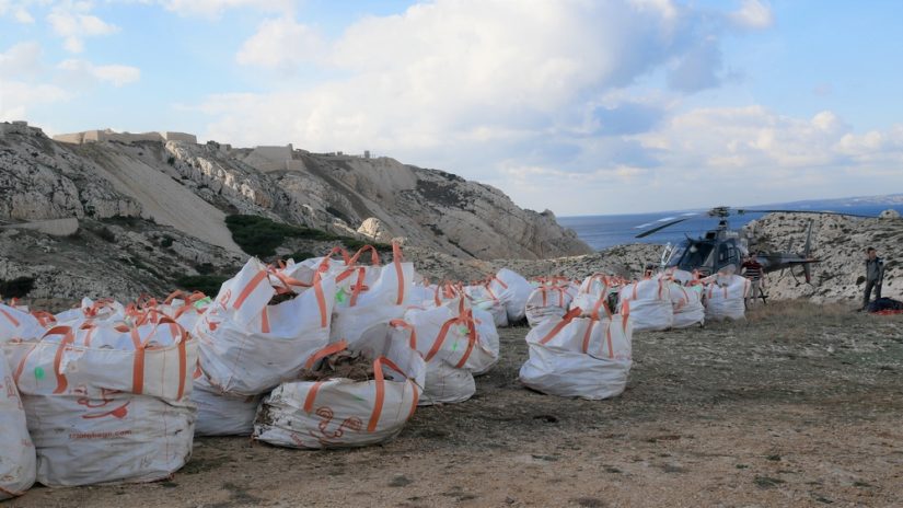 arrachage-plante-exotique-envahissante-frioul