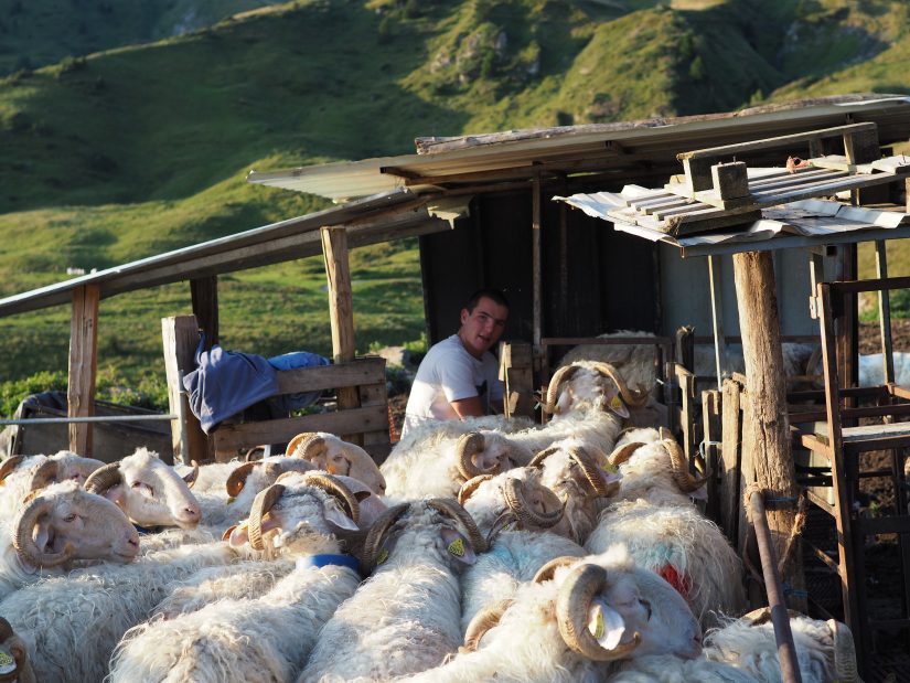 Sylvain Basset, fromager mili-temps