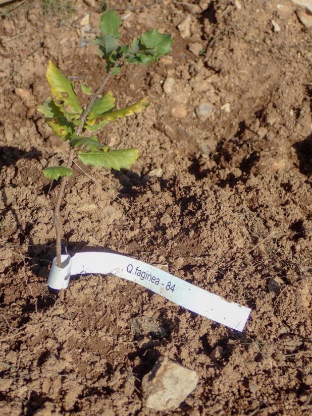plantation-arbre-forets-mediterraneennes