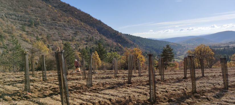sauver-forets-mediterraneennes-medforfutur