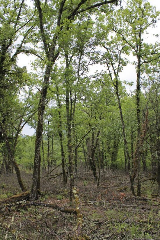 chene-pubescent-foret