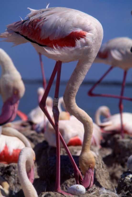 La Tour du Valat, ange-gardien des flamants roses 1