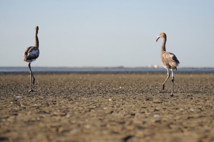 La Tour du Valat, ange-gardien des flamants roses 2