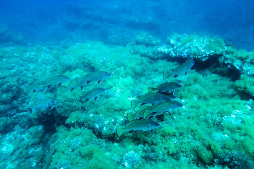 Polaris met le cap sur la plongée environnementale et citoyenne