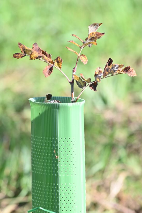 Forêts #2 : plante-t-on trop d’arbres ? 1