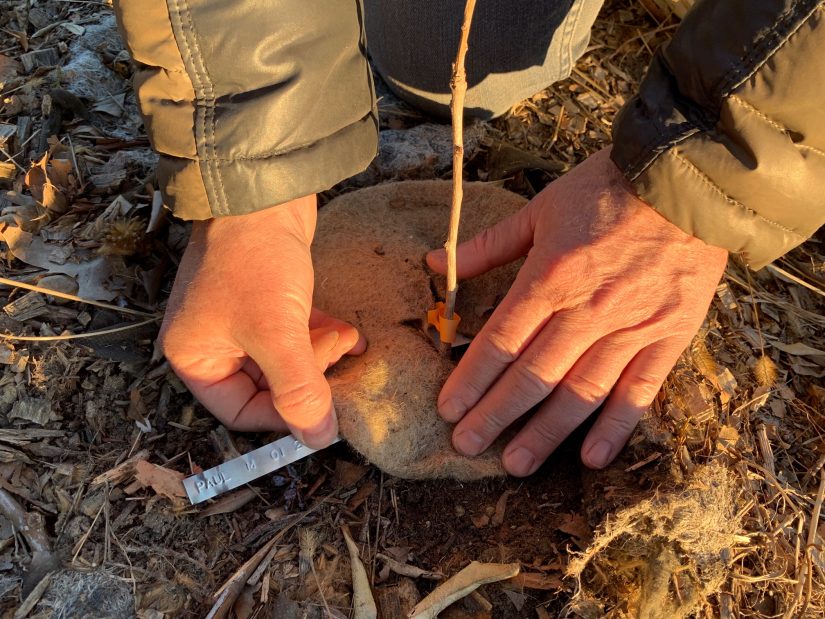 Forêts #2 : plante-t-on trop d’arbres ? 2
