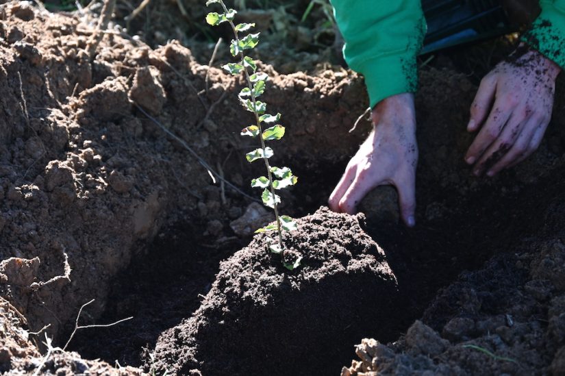 Forêts #2 : plante-t-on trop d’arbres ?