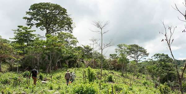 Série forêts #3 : Reforest'Action implique citoyens et entreprises 3
