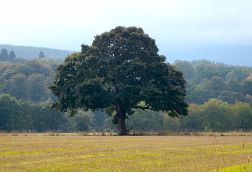 Série forêts #3 : Reforest'Action implique citoyens et entreprises 4