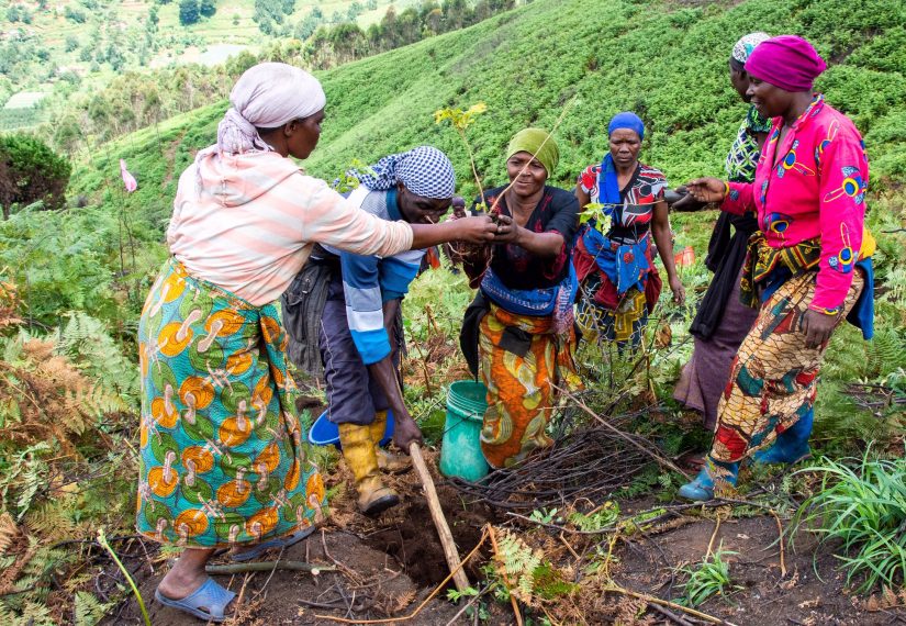 Série forêts #3 : Reforest'Action implique citoyens et entreprises