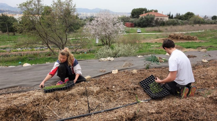 agriculture-urbaine-potager-marseille