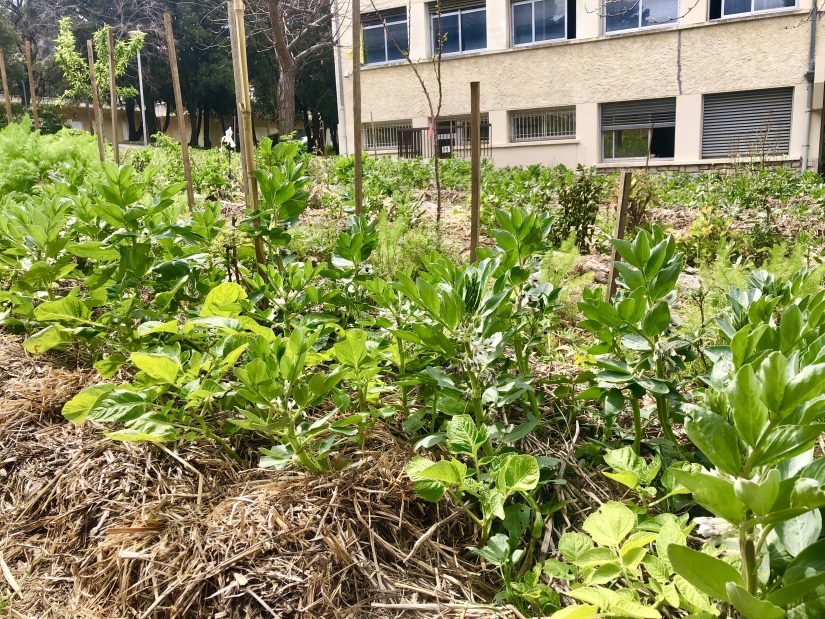 Jardin Marseilleveyre 