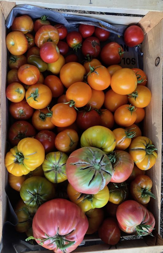 Jardin Marseilleveyre 